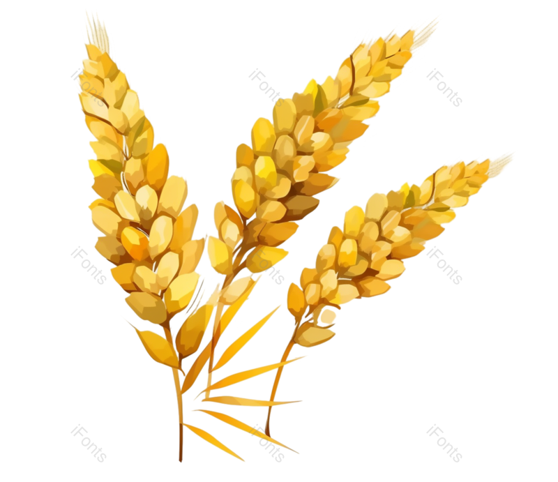 小满图片,秋天元素,丰收PNG,麦穗免抠素材